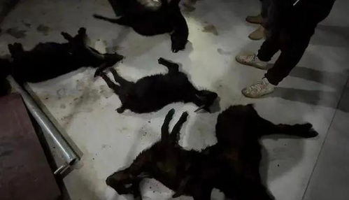 上千只羊交易前被管插喉咙猛灌饲料 上千只羊交易前被管插喉咙猛灌饲料