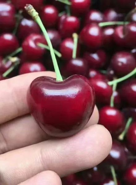 今年车厘子价格为何断崖式下跌 今年车厘子价格为何断崖式下跌