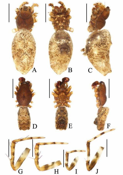 西双版纳新种蜘蛛以周杰伦歌曲命名 西双版纳新种蜘蛛以周杰伦歌曲命名