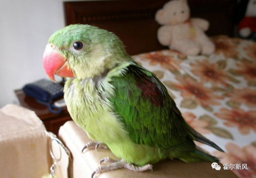 女子给鹦鹉人工呼吸感染鹦鹉热 女子给鹦鹉人工呼吸感染鹦鹉热