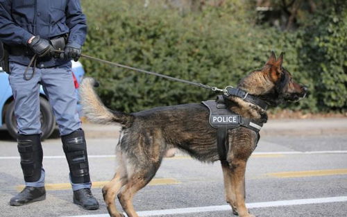 警犬因上班没精神被通报批评