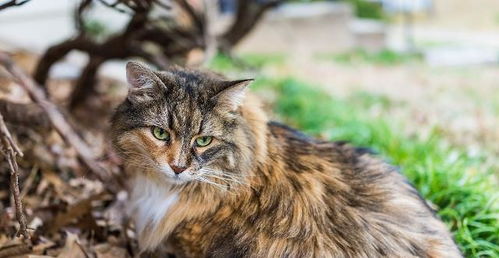 成都养猫攻略游戏 成都养猫攻略游戏