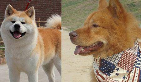 狗狗养生游戏攻略 狗狗养生游戏攻略