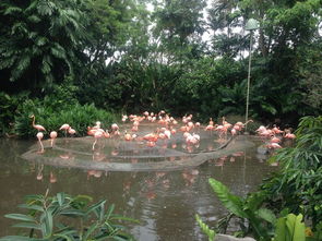 新加坡花园攻略游戏