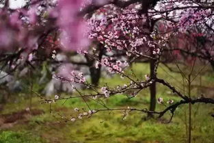 桃花系列游戏攻略 桃花系列游戏攻略