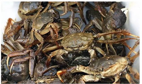 女子被1斤重螃蟹夹手求助119