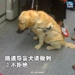 地铁上导盲犬乖乖捂住自己的嘴