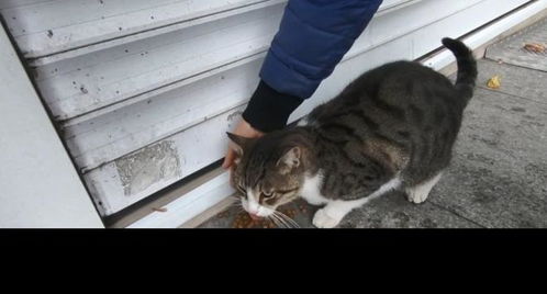 流浪猫门游戏攻略