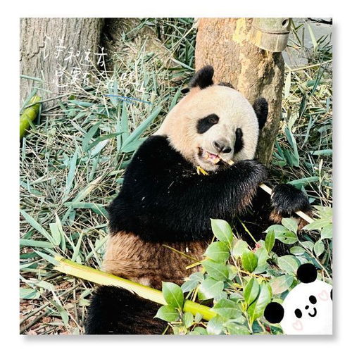 中国熊猫系列游戏攻略 中国熊猫系列游戏攻略