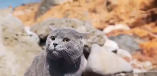 养猫攻略蓝猫游戏