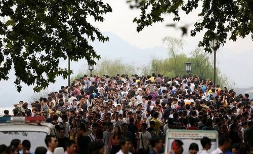 西湖断桥保安一天捡七八个小孩