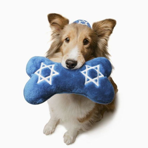 第1批回村的狗子有掉进粪坑的了