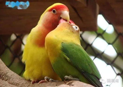 SU7 Ultra鹦鹉绿官图发布 今晚上市