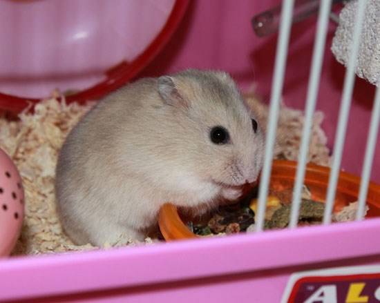 仓鼠游戏小茶攻略 攻略