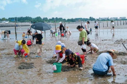 日照赶海攻略游戏 日照赶海攻略游戏