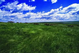 坝上草原攻略游戏