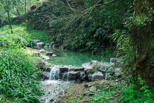 九溪烟树攻略游戏