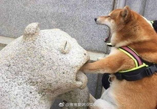 男子拿亲戚家送的鸡喂狗被罚5万