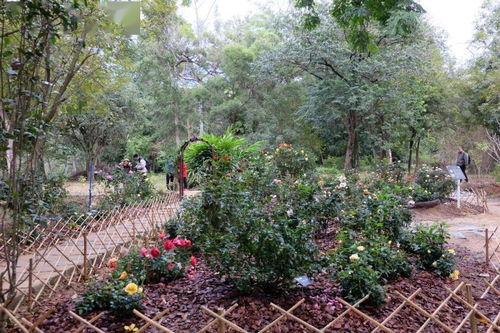 华南植物园攻略游戏