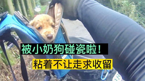 狗哭游戏攻略