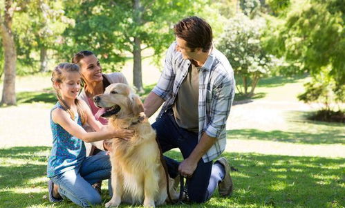 老鼠带狗攻略游戏