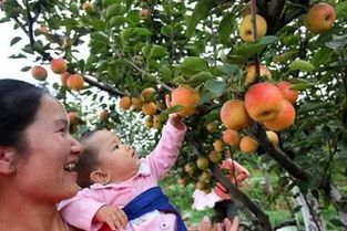 采摘水果攻略游戏