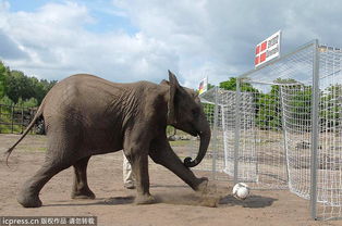 大象丹麦游戏攻略