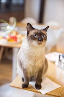 猫咪画廊攻略游戏