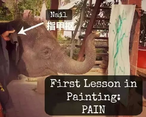 南京红山动物园拒绝动物表演火了