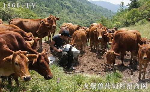 男子出租屋养牛:提醒自己要上进 男子出租屋养牛:提醒自己要上进