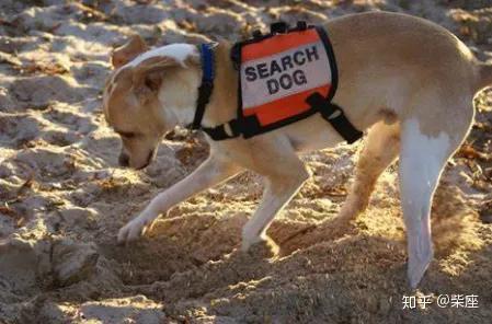 带狗出门游戏攻略视频