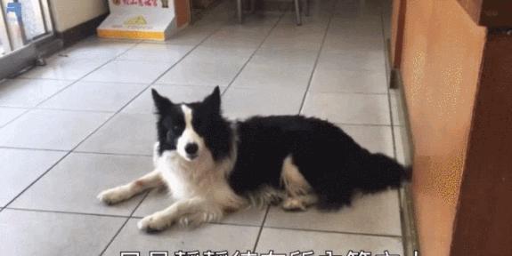 边牧在墓区偷吃供品胖成百斤\"肥猪\"