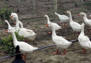 身上多处被烤熟的鹅坚强已能进食 身上多处被烤熟的鹅坚强已能进食