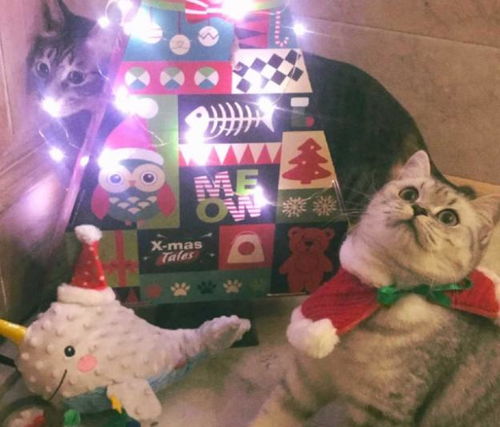 养猫抗击疫情游戏攻略