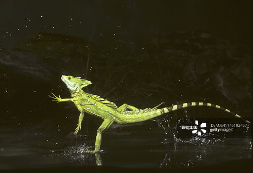 救援绿蜥蜴攻略游戏 救援绿蜥蜴攻略游戏