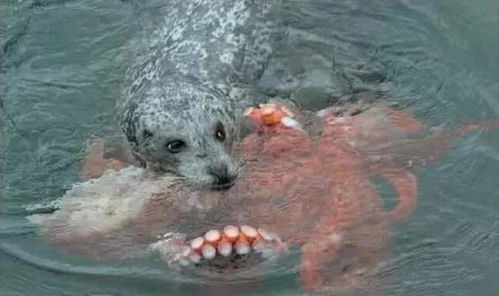 北京大风把小狗吹成海豹了