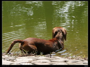 夏天小狗戏水攻略游戏