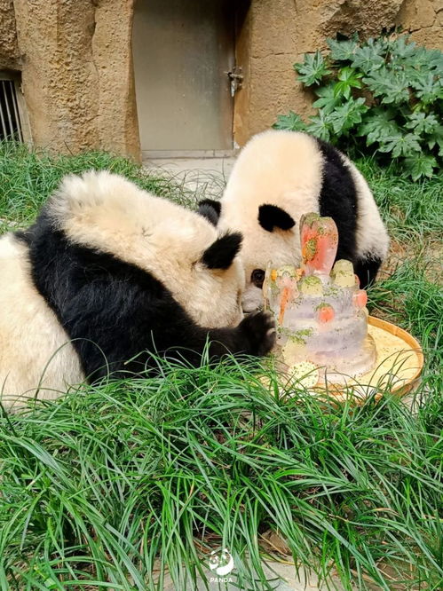 大熊猫芦芦去世 死因公布