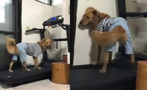 男孩被跑步机“逼”着跑一个多小时