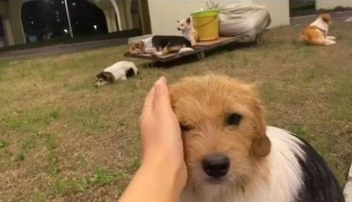 摘橙子的网红小狗\ 摘橙子的网红小狗\