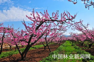 桃花海拍照攻略游戏