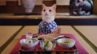 日本猫咪聚会攻略游戏