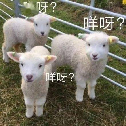 第一次知道羊在雨中是会静止不动的