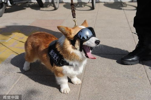 网红柯基警犬福仔巡逻时偷吃烤肠