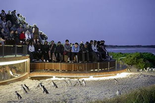 归巢游戏攻略山庄