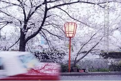 浪漫樱花亲子游戏攻略 浪漫樱花亲子游戏攻略