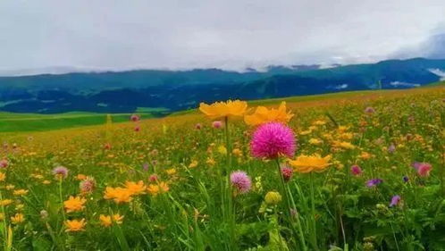 9米长林肯车堵瘫网红公路 车主致歉