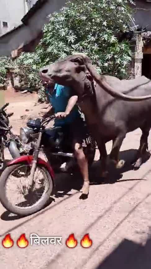 印度一公牛骑走路边摩托车