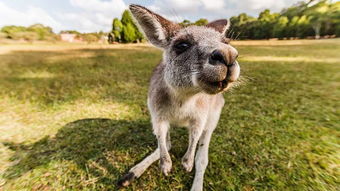 班味袋鼠：出国务工可真辛酸