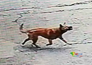 游客在动物园被溜达的马咬伤